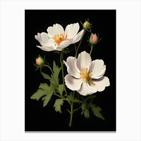 Anemones 1 Canvas Print