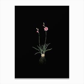 Vintage Ixia Crispa Botanical Illustration on Solid Black n.0274 Canvas Print