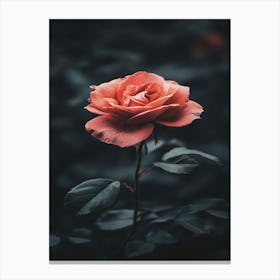 Dark Rose 15 Canvas Print