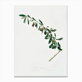 Olives (Olea Sativa Italica) From Pomona Italiana (1817 1839), Giorgio Gallesio Canvas Print