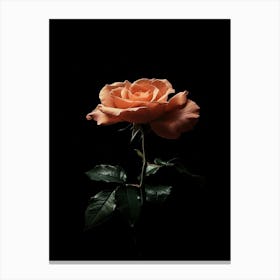 Single Rose On Black Background 12 Canvas Print