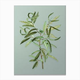 Vintage Sweetfern Botanical Art on Mint Green Canvas Print