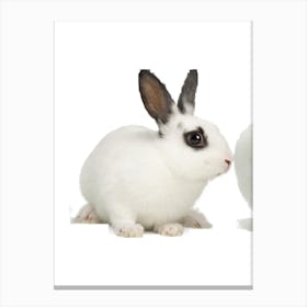 White Rabbit On White Background Canvas Print