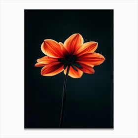 Single Orange Flower 9 Canvas Print