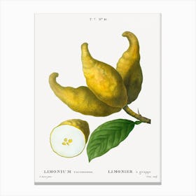 Cluster Of Lemons, Pierre Joseph Redoute Canvas Print