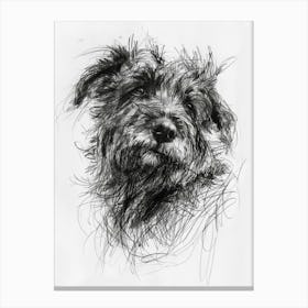 Pyrenean Shepherd Dog Charcoal Line 1 Canvas Print