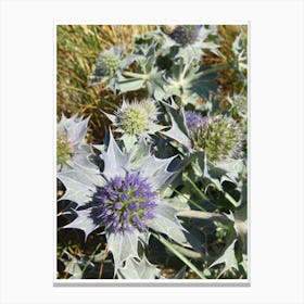 Thistle Flower Canvas Print