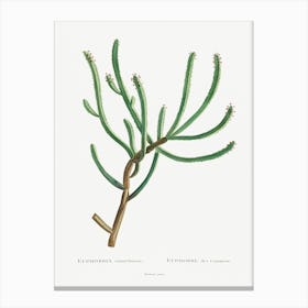 Euphorbia Canariensis, Pierre Joseph Redoute Canvas Print