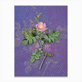 Vintage Pink Sweetbriar Rose Botanical Illustration on Veri Peri n.0384 Canvas Print