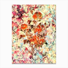 Impressionist Burgundy Cabbage Rose Botanical Painting in Blush Pink and Gold Canvas Print