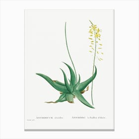 Anthericum Alooides, Pierre Joseph Redoute Canvas Print