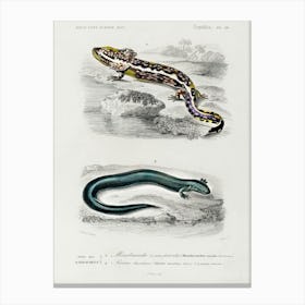Mudpuppy (Menabranchus Lateralis) And Greater Siren (Siren Lacertina), Charles Dessalines D' Orbigny Canvas Print