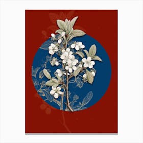 Vintage Botanical White Plum Flower on Circle Blue on Red n.0028 Canvas Print