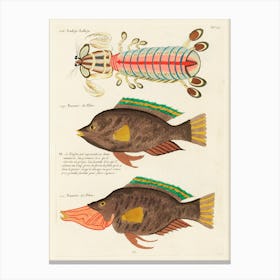 Colourful And Surreal Illustrations Of Fishes Found In Moluccas (Indonesia) And The East Indies, Louis Renard(55) Canvas Print