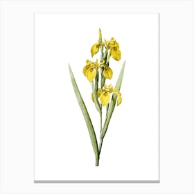 Vintage Irises Botanical Illustration on Pure White n.0156 Canvas Print