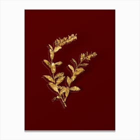 Vintage Andromeda Marginata Bloom Botanical in Gold on Red n.0159 Canvas Print