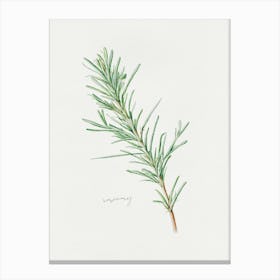 Rosemary Herb Sprig - Textured Botanical Wall Print Set | Floral Collection Art Print Canvas Print