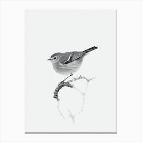 Robin B&W Pencil Drawing 1 Bird Canvas Print