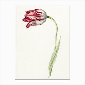 Pink Tulip, Jean Bernard Canvas Print