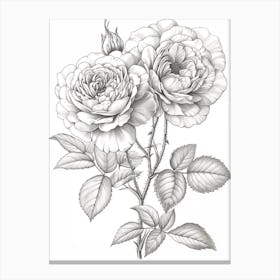 Roses Sketch 21 Canvas Print