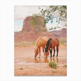 Utah Wild Horses Canvas Print