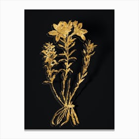 Vintage Lily of the Incas Botanical in Gold on Black n.0279 Canvas Print