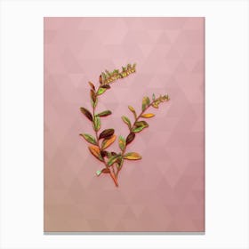 Vintage Andromeda Marginata Bloom Botanical Art on Crystal Rose Canvas Print