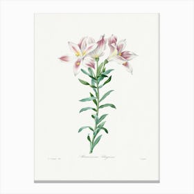 Peruvian Lily From Choix Des Plus Belles Fleurs, Pierre Joseph Redouté Canvas Print