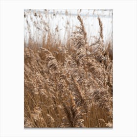Pampas grass on the shore of a lake 4 Canvas Print