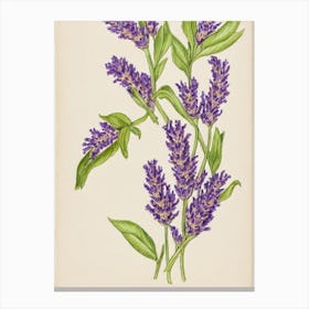 Lavender Vintage Botanical 2 Flower Canvas Print
