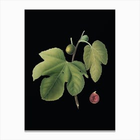 Vintage Briansole Figs Botanical Illustration on Solid Black n.0450 Canvas Print