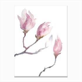 Magnolia Buds 5 Canvas Print