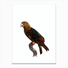 Vintage Brown Necked Parrot Bird Illustration on Pure White Canvas Print