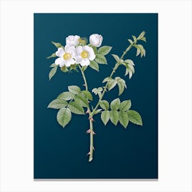 Vintage White Flowered Rose Botanical Art on Teal Blue n.0967 Canvas Print