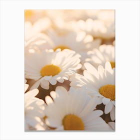 Daisy Field Canvas Print