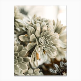 Succulent Canvas Print