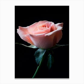 Pink Rose On Black Background 4 Canvas Print