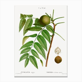 Black Walnut, Pierre Joesph Redoute Canvas Print