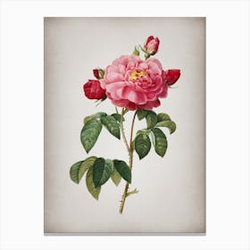 Vintage Duchess of Orleans Rose Botanical on Parchment n.0076 Canvas Print