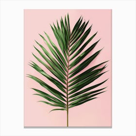 Palm Leaf On Pink Background 3 Canvas Print