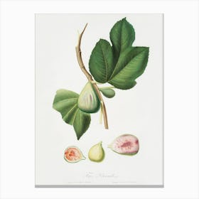 Fig (Ficus Carica Bifera) From Pomona Italiana (1817 - 1839), Giorgio Gallesio Canvas Print