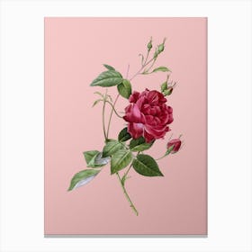 Vintage Blood Red Bengal Rose Botanical on Soft Pink n.0225 Canvas Print