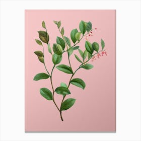 Vintage Andromeda Axillaris Bloom Botanical on Soft Pink n.0158 Canvas Print