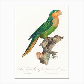 The Yellow Headed Amazon, Male From Natural History Of Parrots, Francois Levaillant Canvas Print