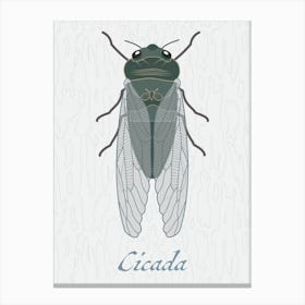 Cicada Bug Insect Australia Beetle 7 Leinwandbild