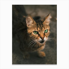 Cat With Green Eyes Canvas Print