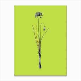 Vintage Autumn Onion Black and White Gold Leaf Floral Art on Chartreuse n.0595 Canvas Print