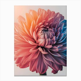 Chrysanthemum Flower 1 Canvas Print