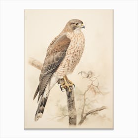Vintage Bird Drawing Eurasian Sparrowhawk 1 Canvas Print