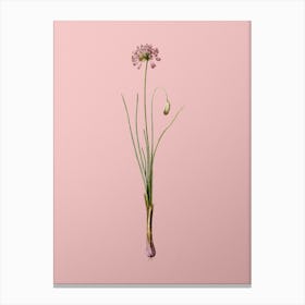 Vintage Autumn Onion Botanical on Soft Pink n.0625 Canvas Print
